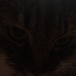 Meet your Posher, Jessie